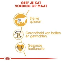 Royal Canin Kattenvoer British Shorthair Adult 10 Kg 5 Royal Canin Kattenvoer British Shorthair Adult 10 Kg -Lotte Voeding Winkel royal canin british shorthair adult volwassen kat brits korthaar van 1 tot 12 jaar hero usp 1