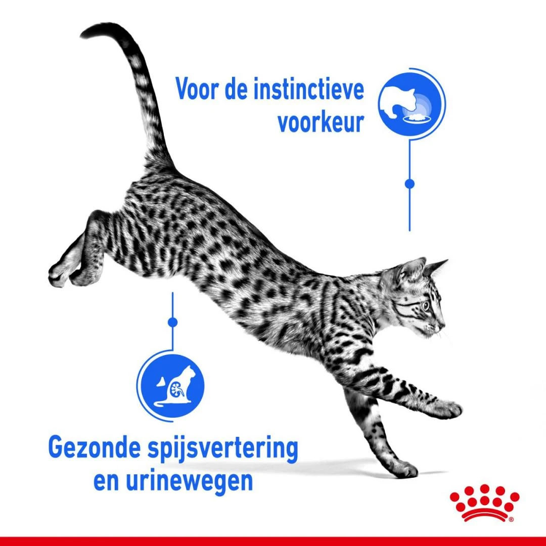 Royal Canin Kattenvoer Indoor In Gravy 12 X 85 Gr 4 Royal Canin Kattenvoer Indoor In Gravy 12 X 85 Gr - Afbeelding 4