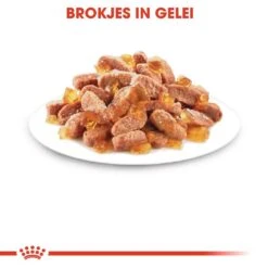 Royal Canin Kattenvoer Kitten In Jelly 12 X 85 Gr -Lotte Voeding Winkel royal canin kitten in jelly kitten kat groeifase hero kibble
