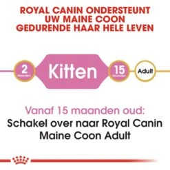 Royal Canin Kattenvoer Maine Coon Kitten 2 Kg -Lotte Voeding Winkel royal canin maine coon kitten kitten kat maine coon hero image 8 1