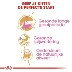 Royal Canin Kattenvoer Maine Coon Kitten 2 Kg -Lotte Voeding Winkel royal canin maine coon kitten kitten kat maine coon hero usp 1